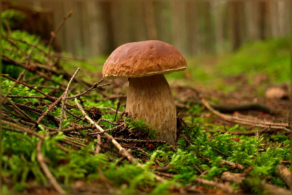 Интересные факты о грибах