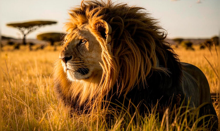 Интересные факты о львах