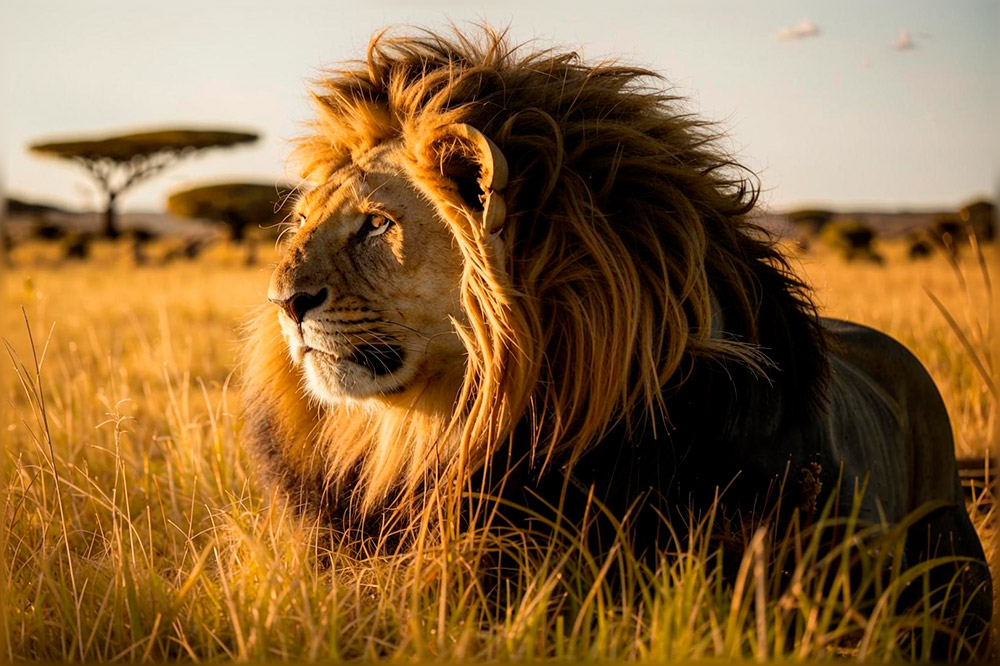 Интересные факты о львах